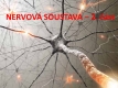 nervová soustava-2-01