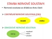 nervová soustava-2-02