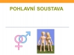 pohlavní soustava-01