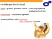 pohlavní soustava-16