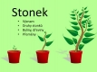 stonek-01