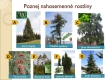 nahosemenné rostliny - 12