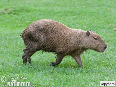 kapybara