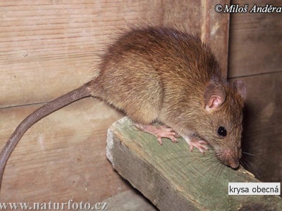 krysa obecná