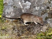 potkan obecný