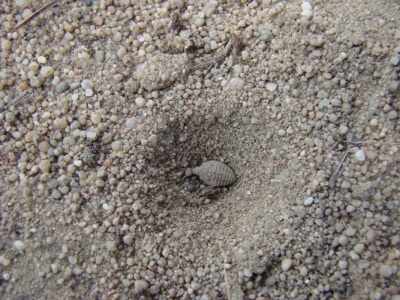 mravkolev-larva