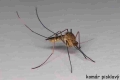 Komár pisklavý