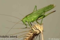 Kobylka zelená