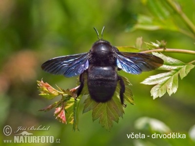 včela drvodělka