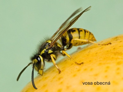 vosa obecná