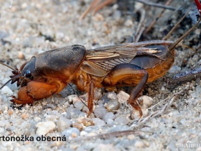 krtonožka obecná