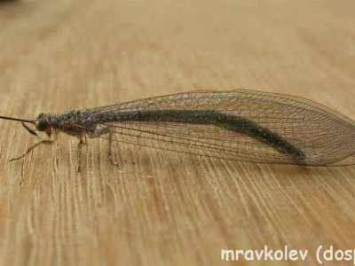mravkolev - dospělec