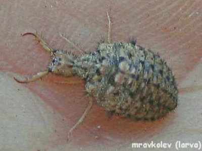 mravkolev - larva