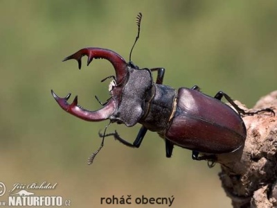 roháč obecný
