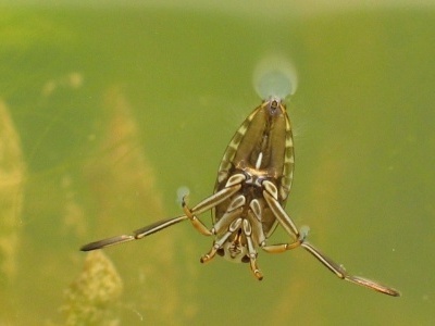 znakoplavka