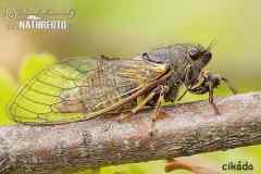 cikada