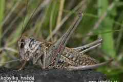 kobylkah