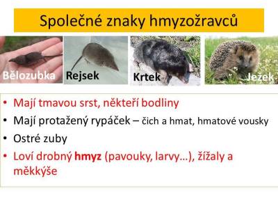 hmyzozravci-02