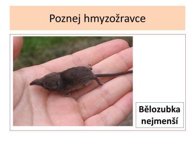 hmyzozravci-18
