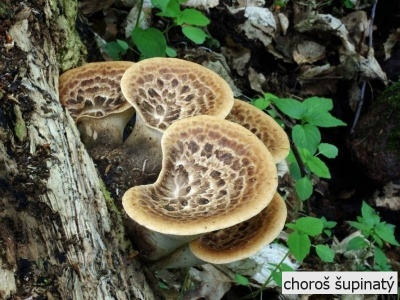 choroš šupinatý