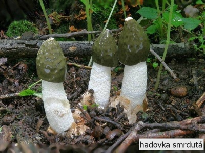 hadovka smrdutá