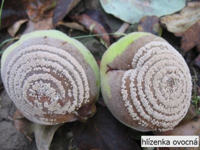 hlizenka ovocná