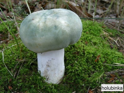 holubinka