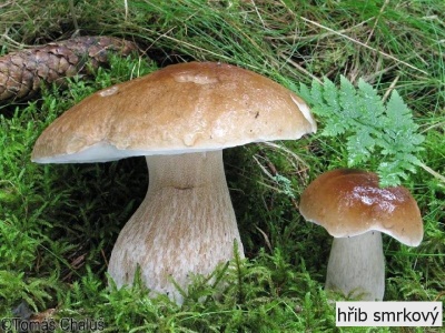 hřib smrkový