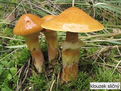 klouzek sličný