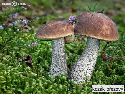 kozák březový