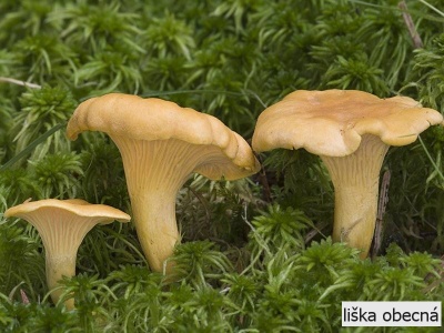 liška obecná