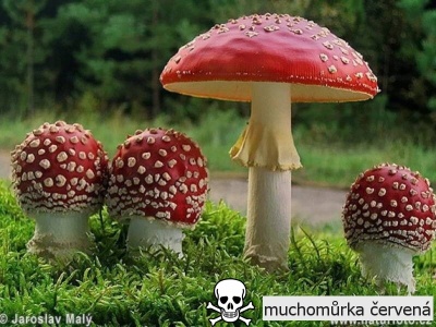 muchomůrka červená