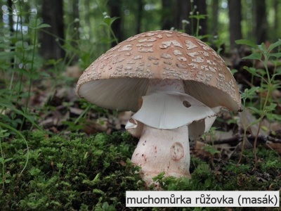 muchomůrka růžová