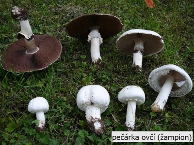 pečárka  ovčí