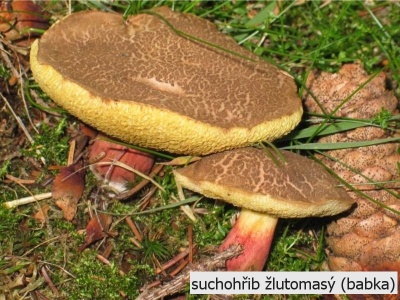 suchohřib žlutomasý