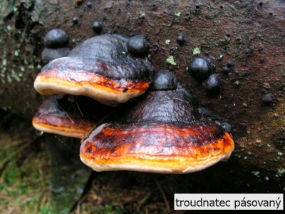troudnatec