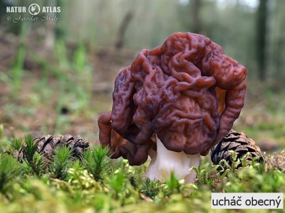 ucháč obecný