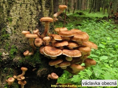 václavka obecná