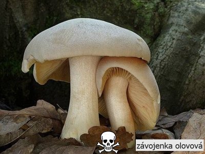 závojenka olovová
