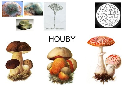 houby-01