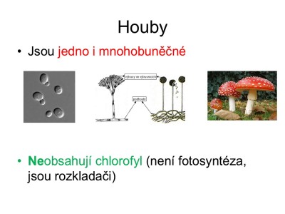 houby-02