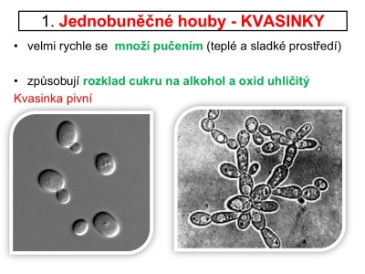 houby-04