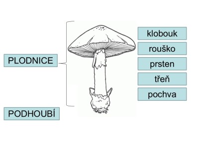 houby-06