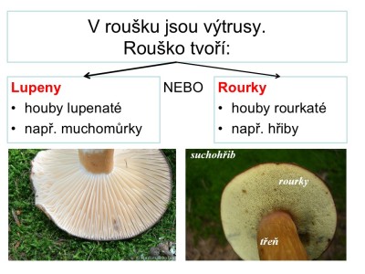 houby-07