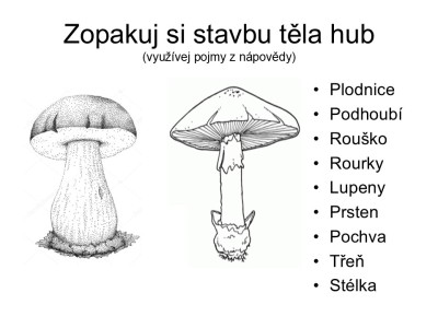 houby-08
