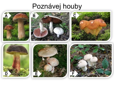 houby-29