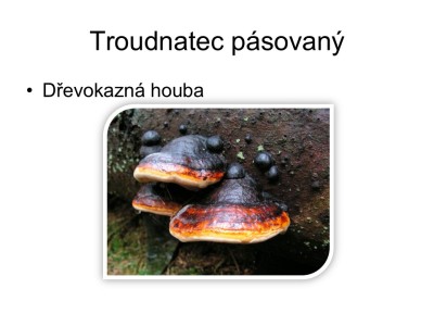 houby-39