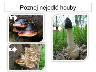 houby-42