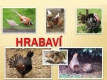 hrabaví-01