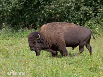 bizon-americky